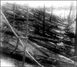 Tunguska Forest